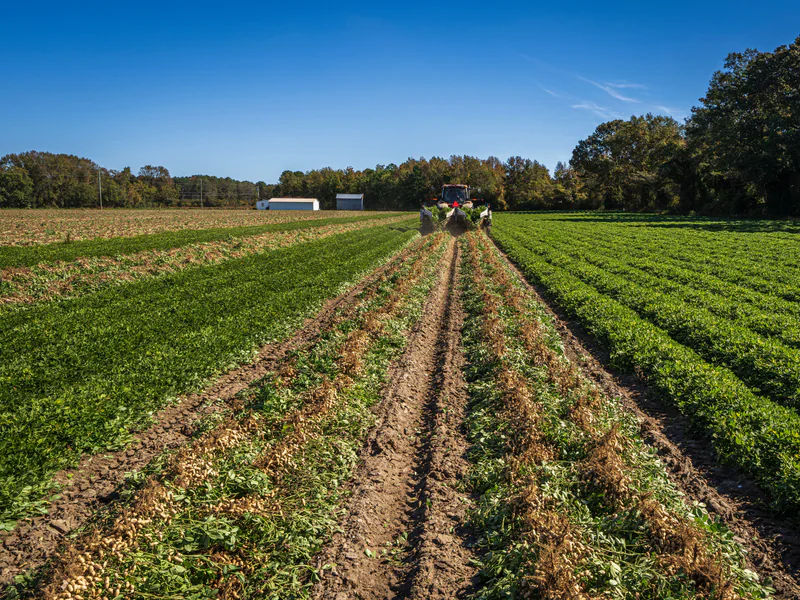 Agricultural field rows inspected at ground level to verify observations from a crop monitoring drone